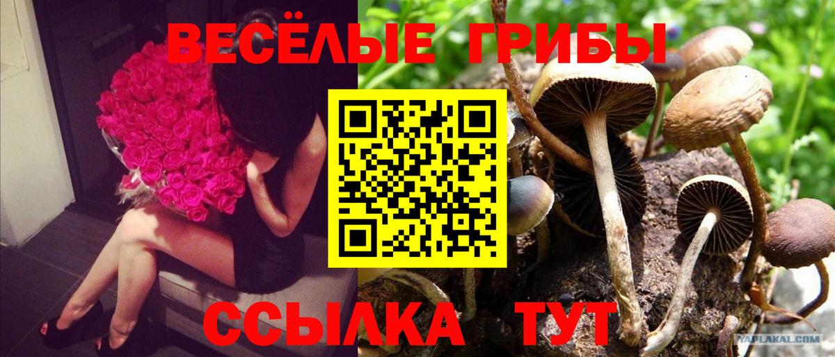 Сокол  где купить   Вход с VPN  Галлюциногенные грибы Psilocybine cubensis 